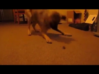 Собака против таракана