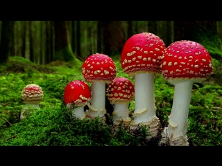 ЧТО БУДЕТ ЕСЛИ СЪЕСТЬ МУХОМОР