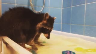 Енотик купается